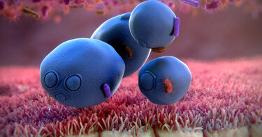 Saccharomyces boulardii CNCM I 745 a unique single strain yeast
